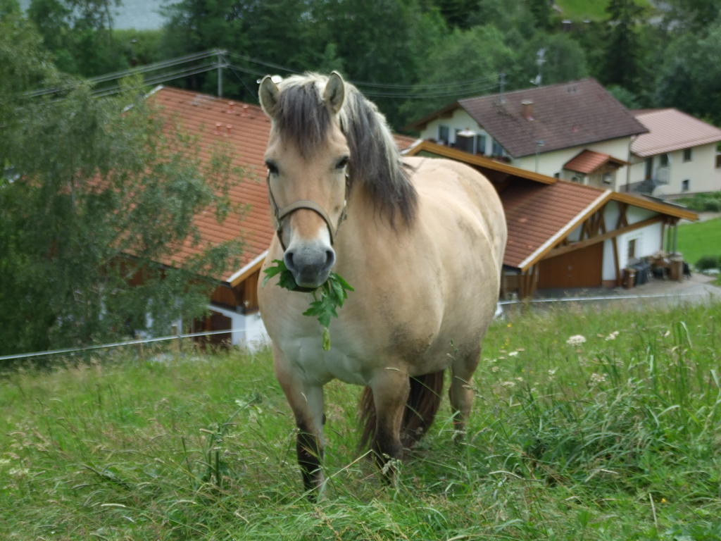 Landhaus Mueller Jungholz Esterno foto